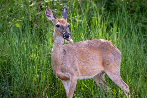istock Doe in the Black Hills 1444376325