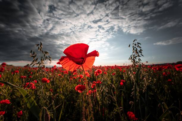 istock Beautiful meadow with red poppies under a cloudy sky 1444376465