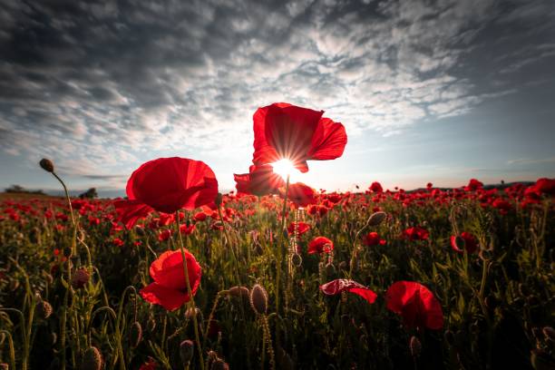 istock Beautiful meadow with red poppies under a cloudy sky 1444376470