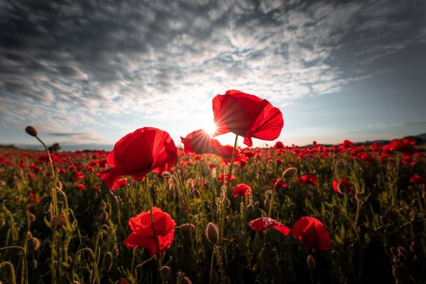 istock Beautiful meadow with red poppies under a cloudy sky 1444376471