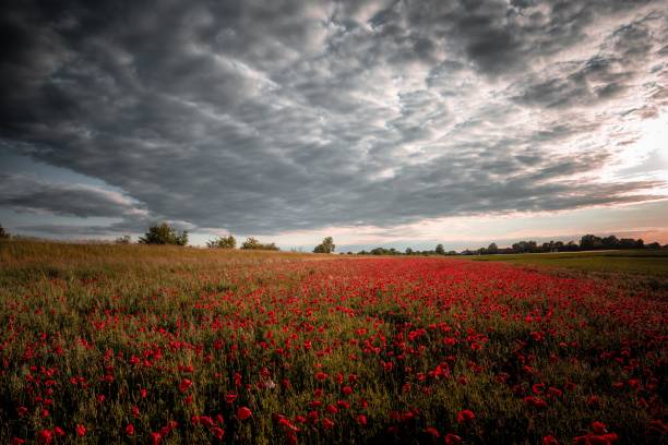 istock Beautiful meadow with red poppies under a cloudy sky 1444376514