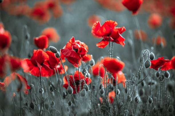 istock Beautiful green meadow with red poppies 1444376542