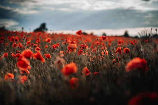 istock Beautiful green meadow with red poppies under a cloudy sky 1444376556