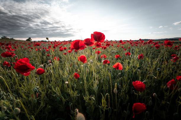 istock Beautiful meadow with red poppies under a cloudy sky 1444376584