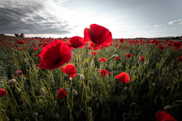 istock Beautiful meadow with red poppies under a cloudy sky 1444376586