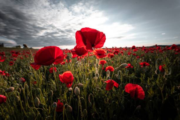 istock Beautiful meadow with red poppies under a cloudy sky 1444376654