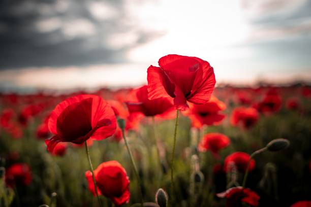 istock Beautiful meadow with red poppies under a cloudy sky 1444376656