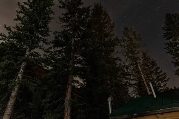 Photo of Colorado Pine Trees at Night