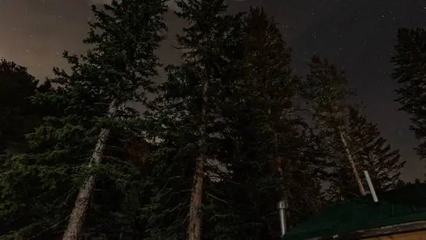 Photo of Colorado Pine Trees at Night