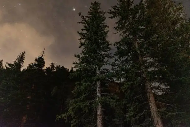 Photo of Colorado Pine Trees at Night