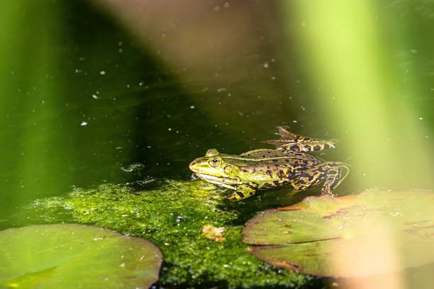 istock Frog in his natural habitat under the green light. 1444377480