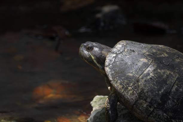 istock Closeup shot of a turtle on a stone by a pond 1444377524
