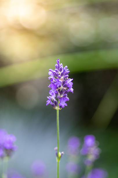 istock Vertical selective focus shot of a lavender 1444377796