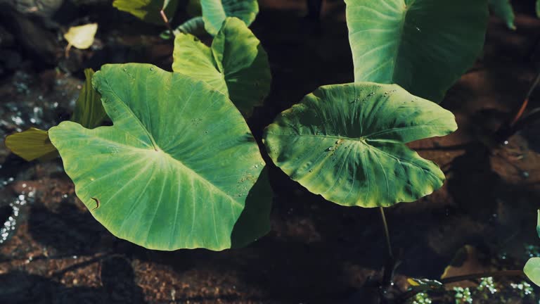 Taro (Colocasia esculenta) leaves growing in Iao Valley, West Maui, Hawaii