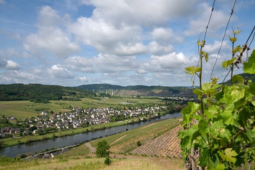 View from the Rüdesheim vineyards on the river Rhine in the Rheingau