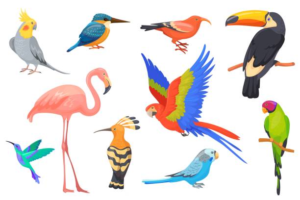 Wildlife hawaiian birds. Exotic beauty bird of tropical paradise jungle brazil or colombia, macaw parakeet toucan hummingbird flamingo painting parrots set neat vector illustration Wildlife hawaiian birds. Exotic beauty bird of tropical paradise jungle brazil or colombia, macaw parakeet toucan hummingbird flamingo painting parrots set neat vector illustration of jungle exotic pics for toucan flying stock illustrations