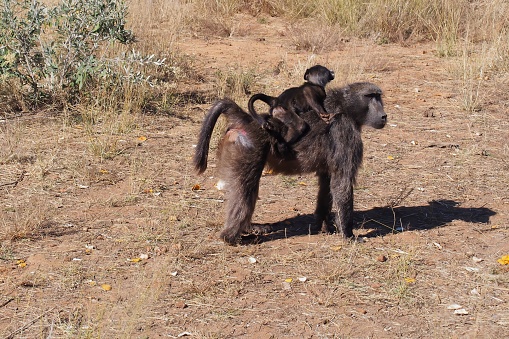 A closeup of a Chacma baboon (Papio ursinus) with its infant on its back on a grass field