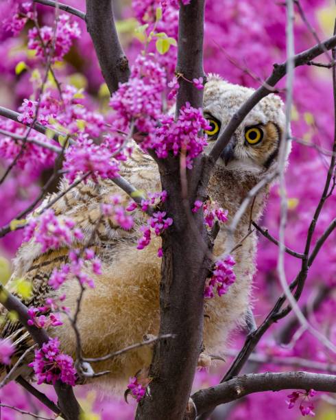 istock Great Horned Owlet looking behind the tree blossoms 1444378522