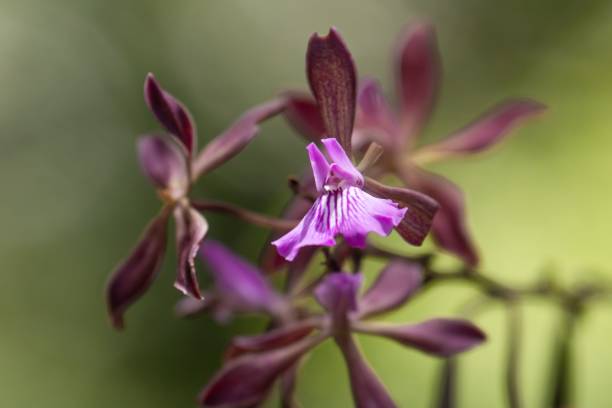 Selective focus shot of blooming encyclia cordigera flowers A selective focus shot of blooming encyclia cordigera flowers encyclia orchid stock pictures, royalty-free photos & images