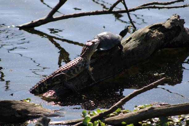 istock Crocodile and a turtle on a fallen log in a lake 1444378608