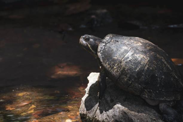 istock Closeup shot of a turtle on a stone by a pond 1444380104