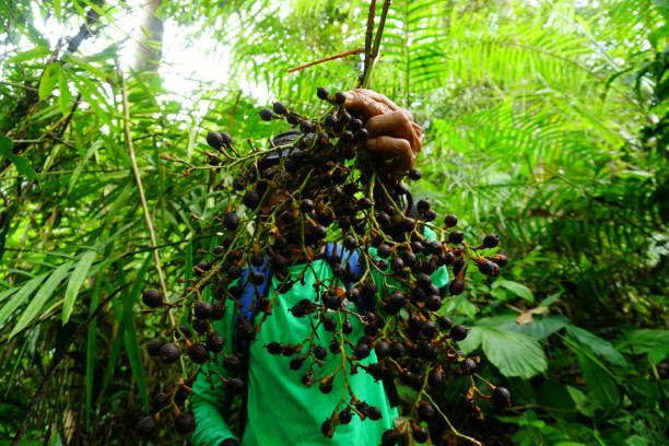 a man harvests dragon blood fruit in the forest to sell
