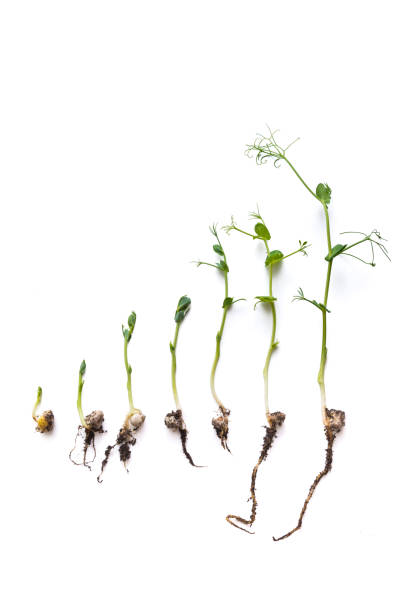 istock micro greens pea shoots in different grown stages lined up in a row against a white background 1444381722