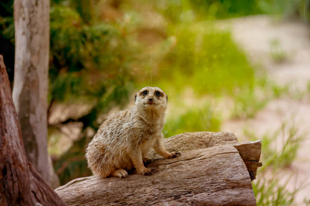 ein süßes erdmännchen oder mungo - wildlife tracking tag stock-fotos und bilder