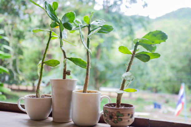 istock Plant placed in a small plant pot It's a very beautiful background image. 1444383233