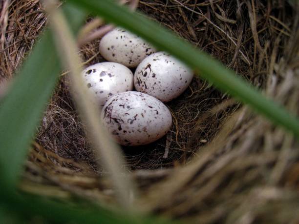 istock Cowbird Eggs in a Dickcissel Nest 1444383377