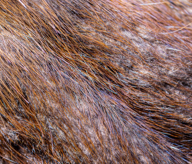 istock fur animal closed up background. 1444384344
