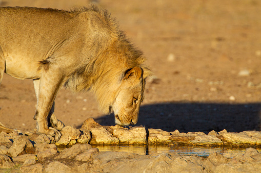 Young Male lions drink at a waterhole in the Kalahari Desert, South Africa