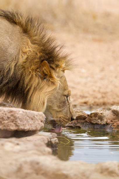 Young black-maned lion at a water hole in the Kalahari desert, South Africa Young black-maned lion at a water hole in the Kalahari desert, South Africa extinction rebellion photos stock pictures, royalty-free photos & images