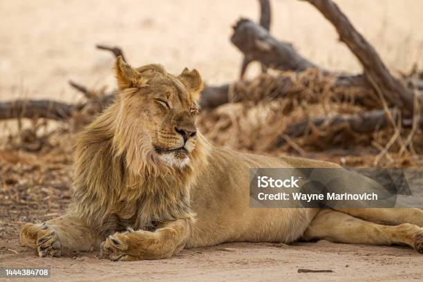 Young Blackmaned Lion At A Water Hole In The Kalahari Desert South Africa Stock Photo - Download Image Now