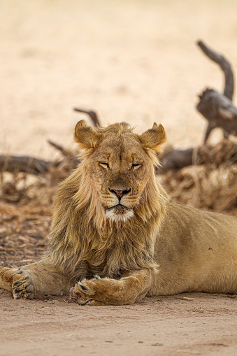 Young black-maned lion at a water hole in the Kalahari desert, South Africa