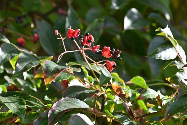 istock Korean sweetheart tree berries and seeds. 1444386716