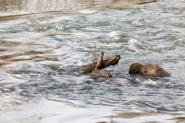 istock Dry branch in the river 1444388048
