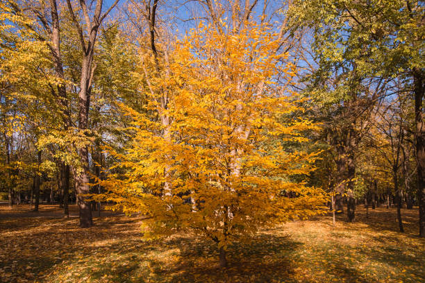 istock Colorful foliage in the autumn 1444389700
