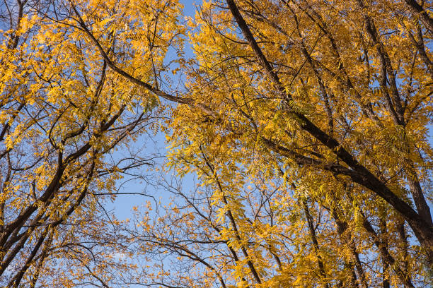 istock Colorful foliage in the autumn 1444389835