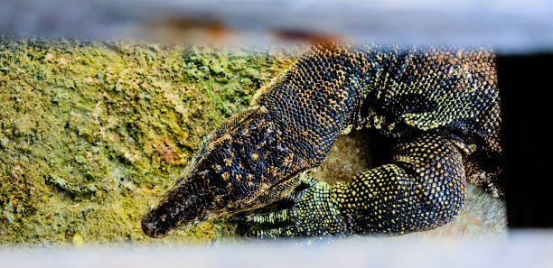 dziki lizard - comodo zdjęcia i obrazy z banku zdjęć