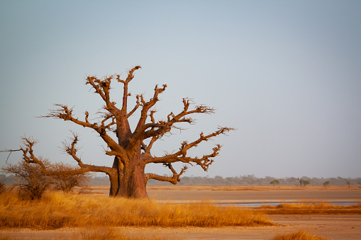 Baobab tree in Senegal