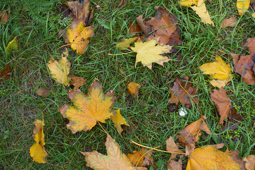 View of fallen leaves of maple on green grass from above in October
