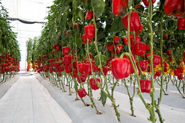 fresh sweet red bell peppers growing on greenhouse, paprika chili. - mexico chili pepper bell pepper pepper imagens e fotografias de stock