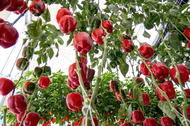 fresh sweet red bell peppers growing on greenhouse, paprika chili. - mexico chili pepper bell pepper pepper imagens e fotografias de stock