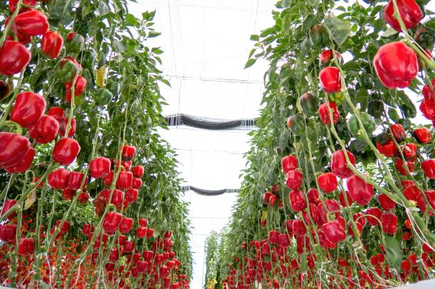 świeża słodka czerwona papryka rosnąca na szklarni, papryka chili. - mexico chili pepper bell pepper pepper zdjęcia i obrazy z banku zdjęć