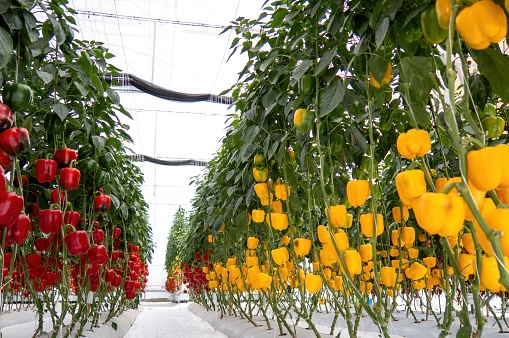 A fresh sweet yellow and red bell peppers growing on greenhouse, paprika chili.