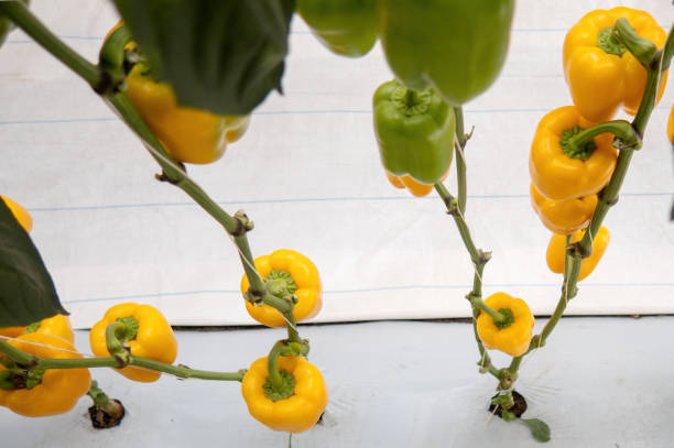 fresh sweet yellow bell peppers growing on greenhouse, paprika chili. - mexico chili pepper bell pepper pepper imagens e fotografias de stock