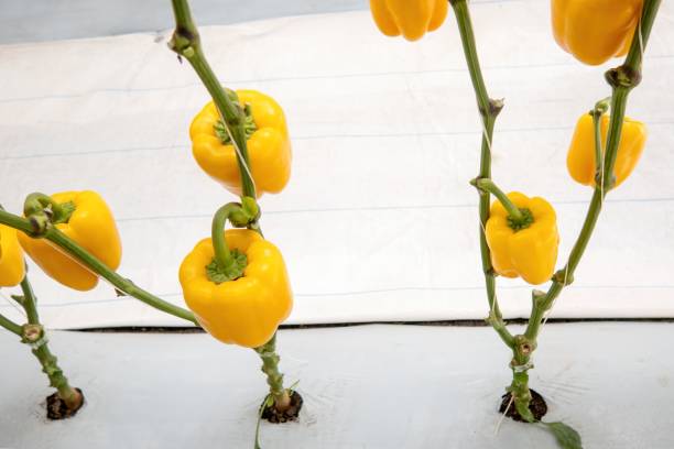fresh sweet yellow bell peppers growing on greenhouse, paprika chili. - mexico chili pepper bell pepper pepper imagens e fotografias de stock