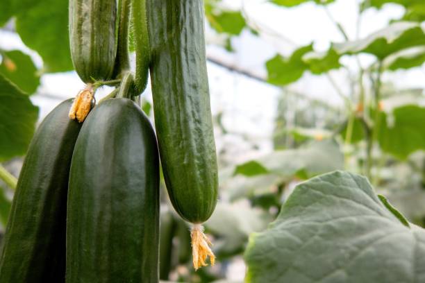 istock Fresh cucumber still on the plant 1444393835