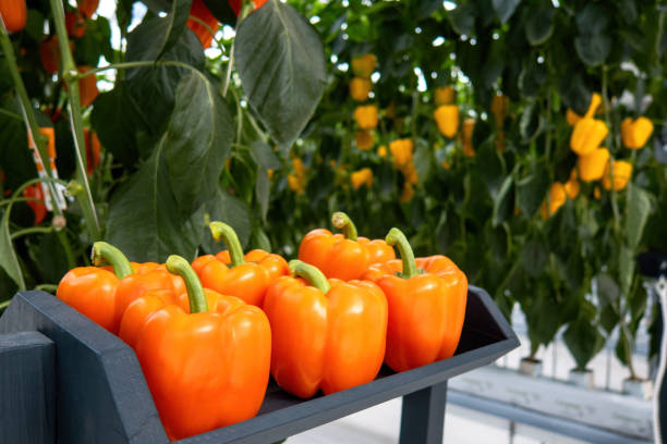 fresh sweet orange bell peppers, paprika chili. - mexico chili pepper bell pepper pepper imagens e fotografias de stock